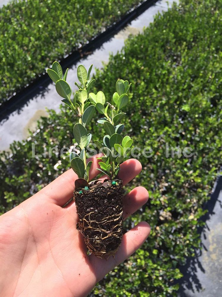 buxus-microphylla-wintergreen-littleleaf-boxwood