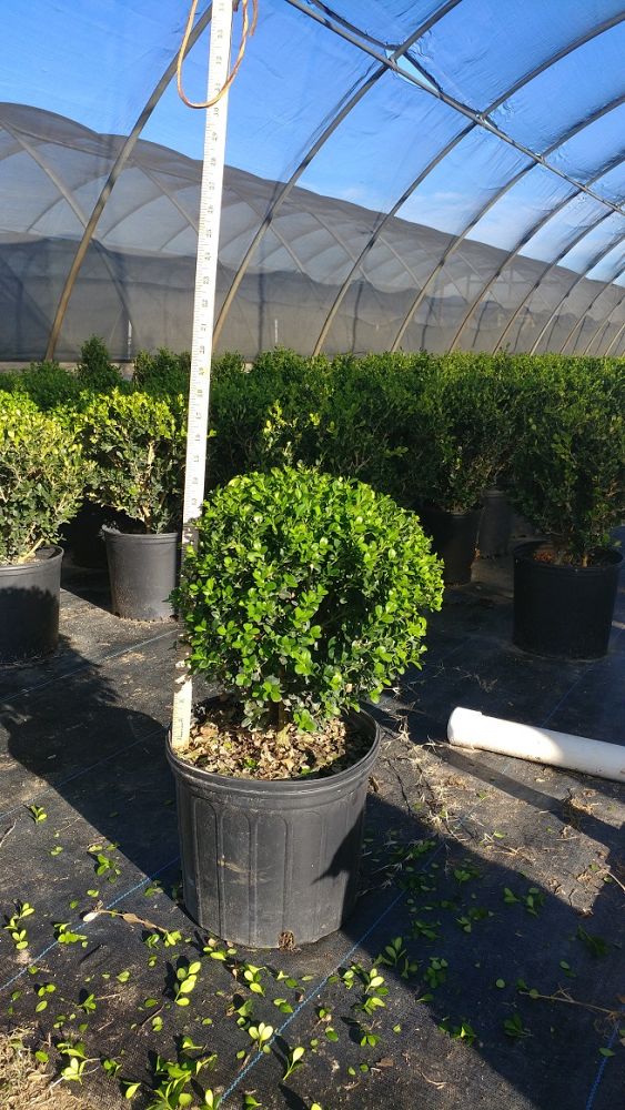 buxus-microphylla-wintergreen-littleleaf-boxwood