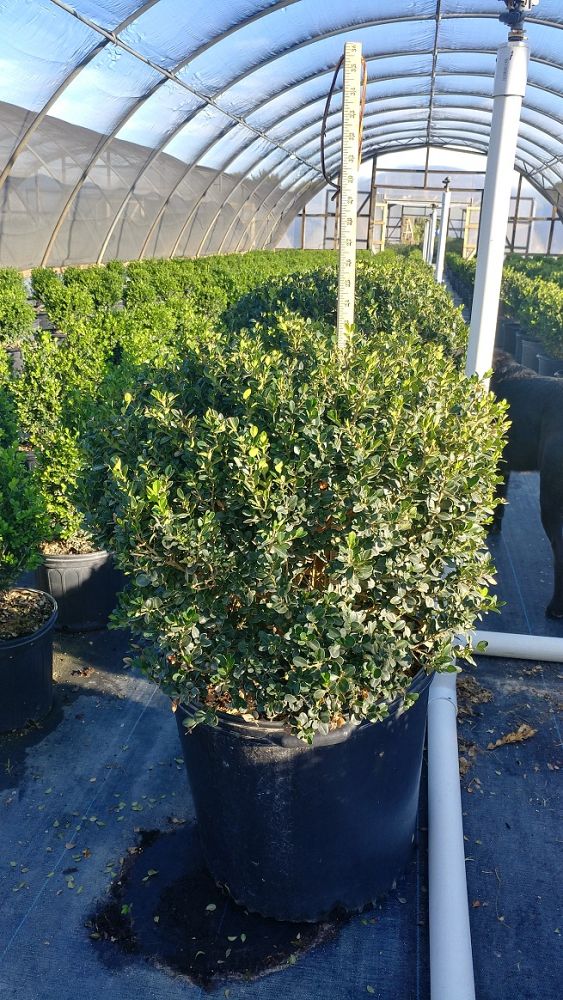 buxus-microphylla-wintergreen-littleleaf-boxwood