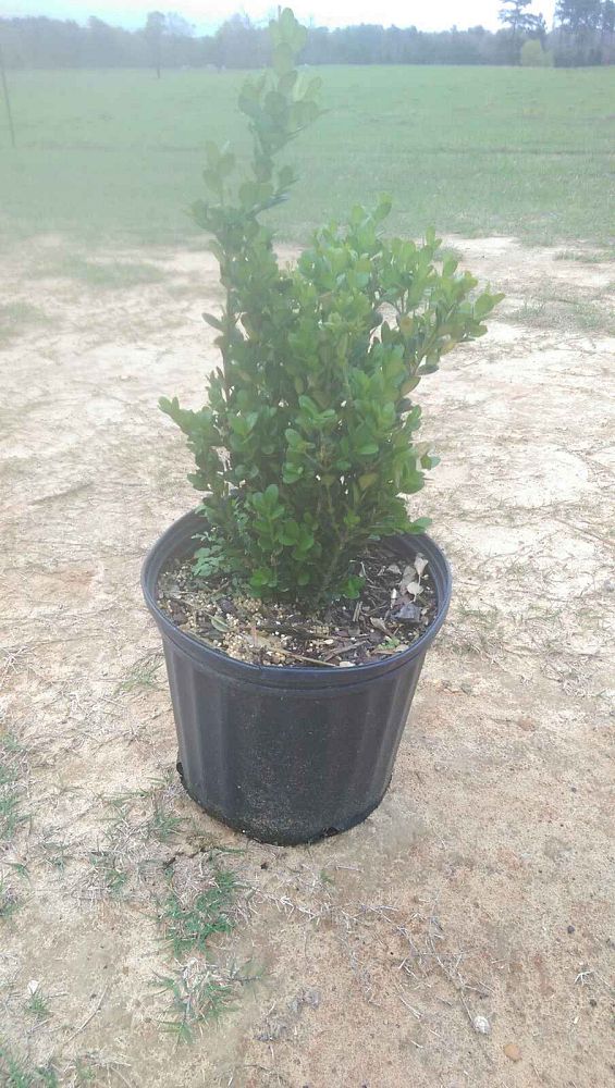 buxus-microphylla-wintergreen-littleleaf-boxwood