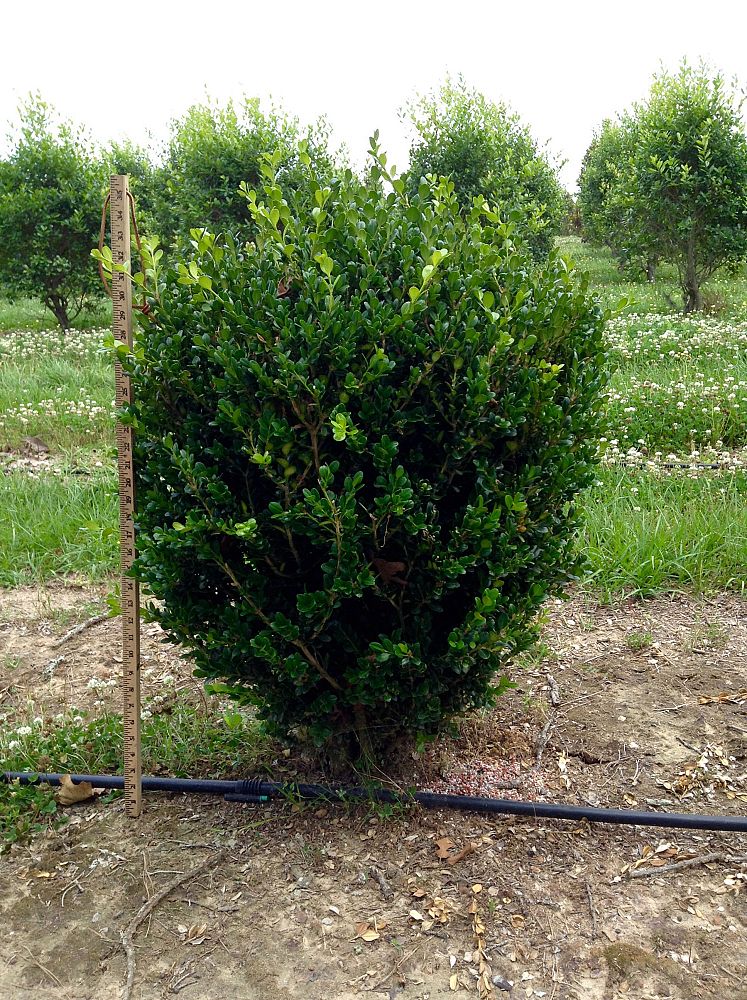 buxus-microphylla-wintergreen-littleleaf-boxwood
