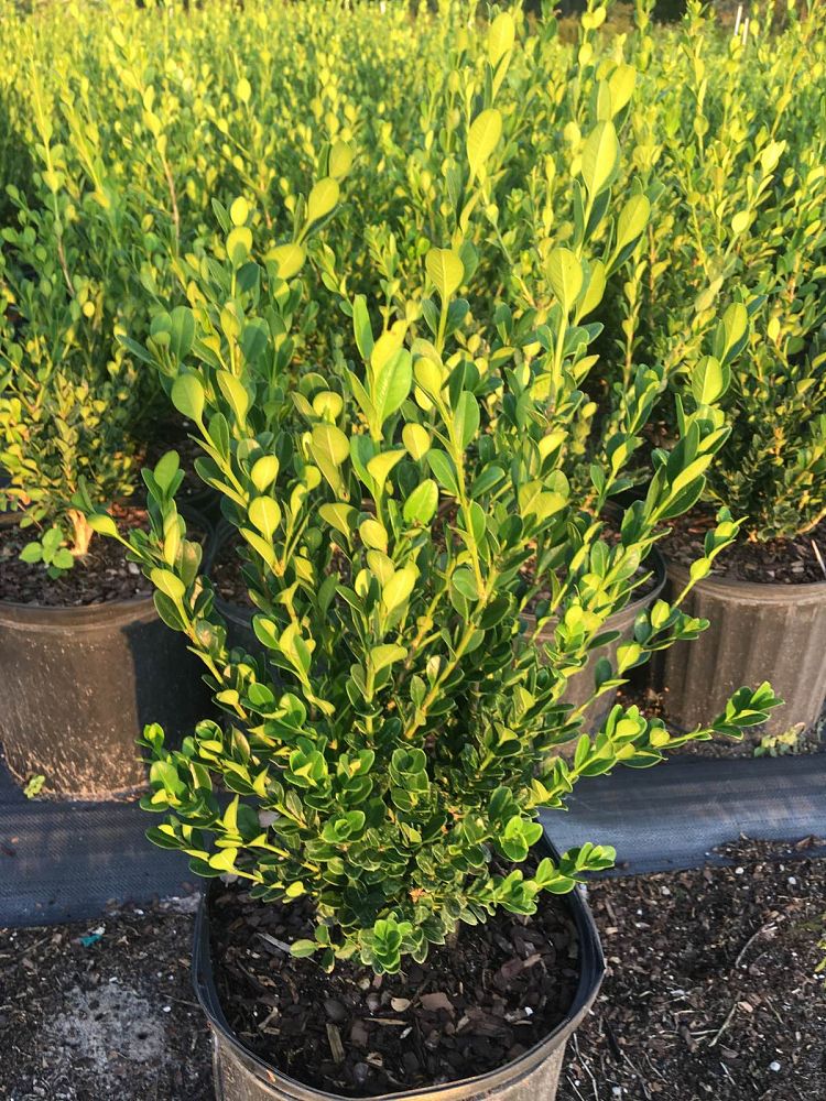 buxus-microphylla-wintergreen-littleleaf-boxwood