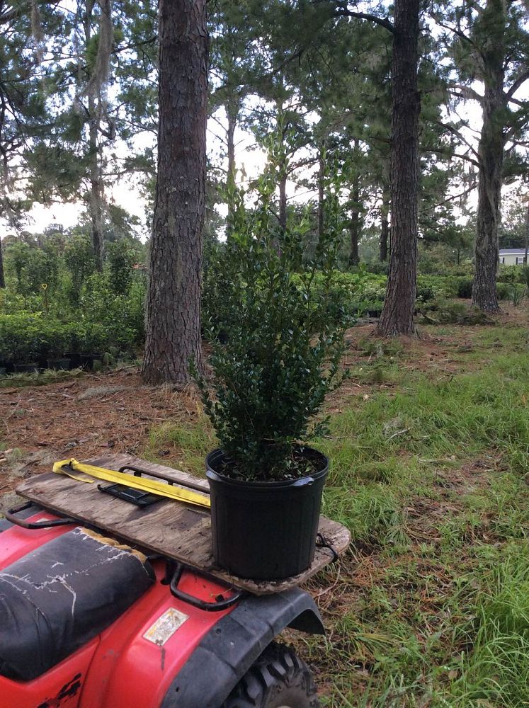 buxus-microphylla-wintergreen-littleleaf-boxwood