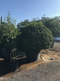 buxus-microphylla-wintergreen-littleleaf-boxwood