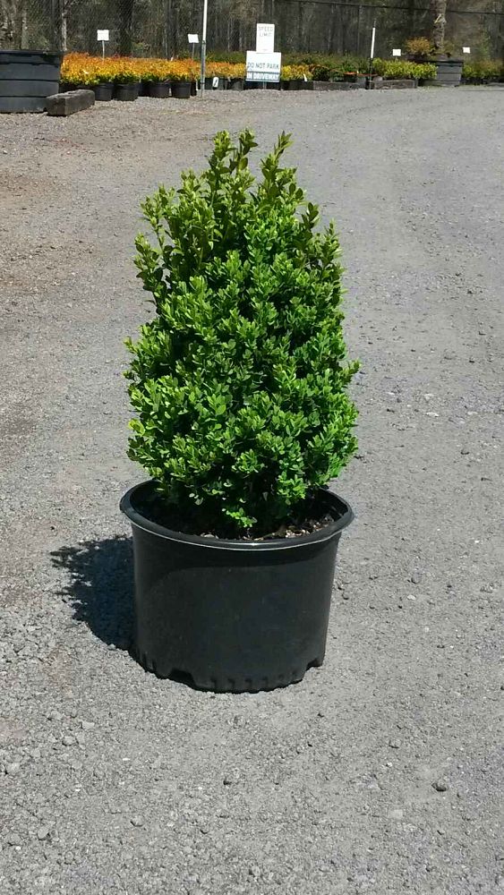 buxus-microphylla-wintergreen-littleleaf-boxwood