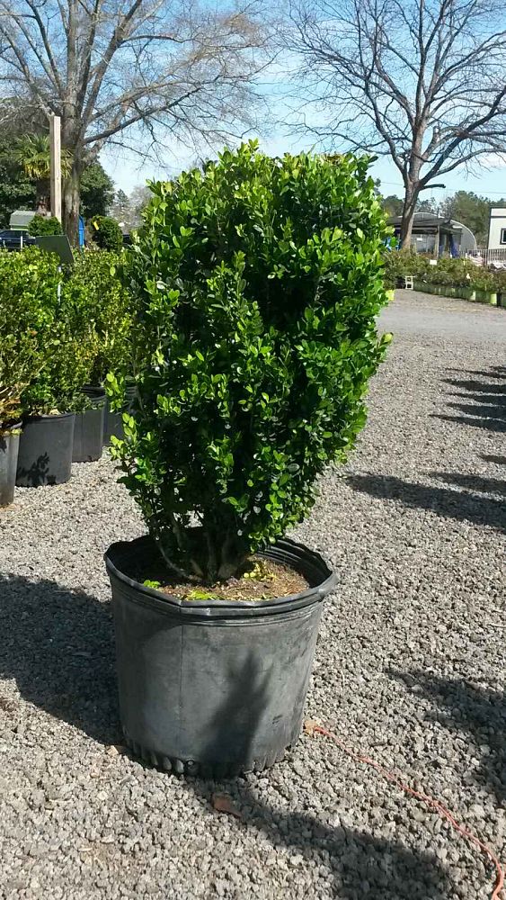 buxus-microphylla-wintergreen-littleleaf-boxwood