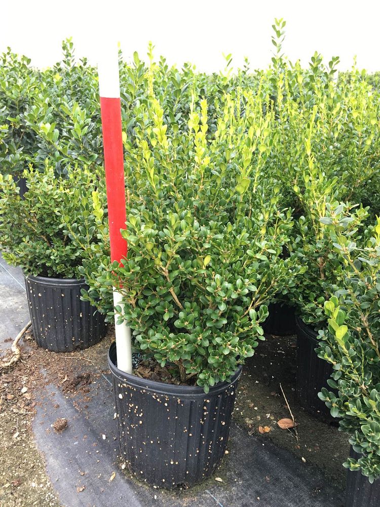buxus-microphylla-wintergreen-littleleaf-boxwood