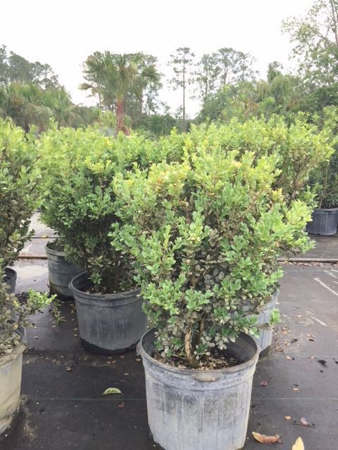 buxus-microphylla-wintergreen-littleleaf-boxwood