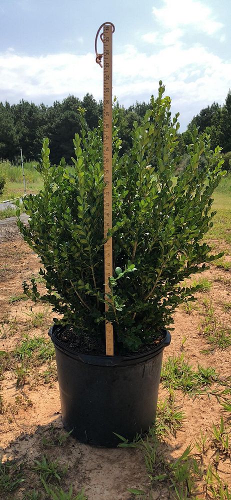 buxus-microphylla-wintergreen-littleleaf-boxwood