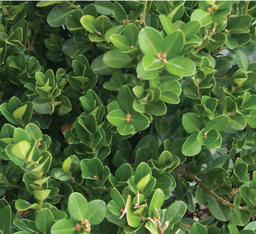 buxus-microphylla-wintergreen-littleleaf-boxwood