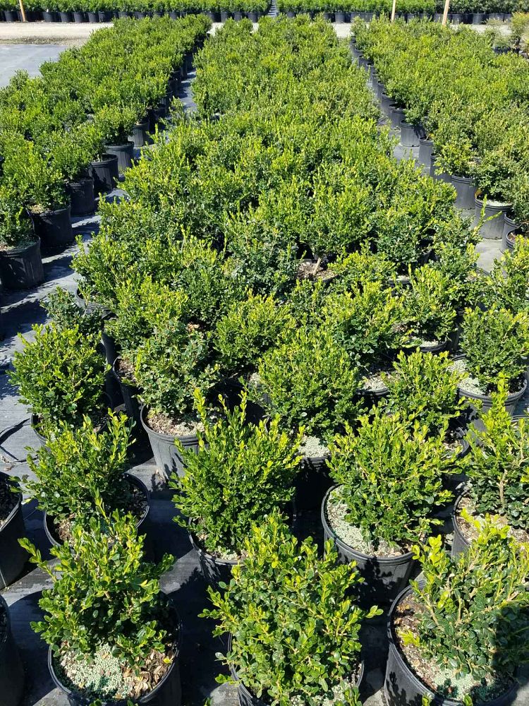 buxus-microphylla-wintergreen-littleleaf-boxwood