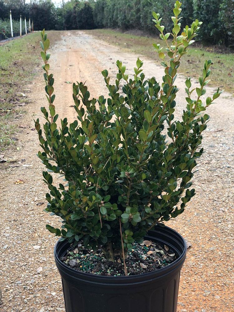 buxus-microphylla-wintergreen-littleleaf-boxwood