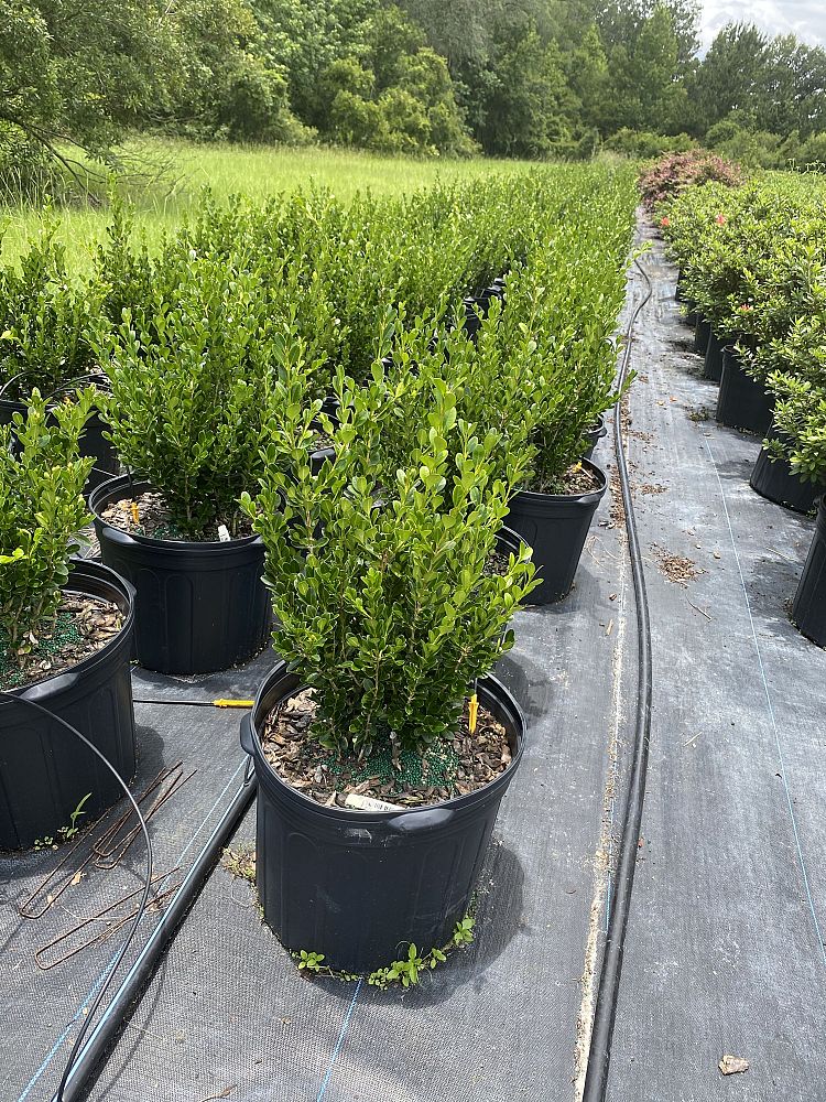 buxus-microphylla-wintergreen-littleleaf-boxwood