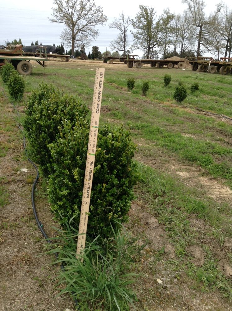 buxus-microphylla-wintergreen-littleleaf-boxwood