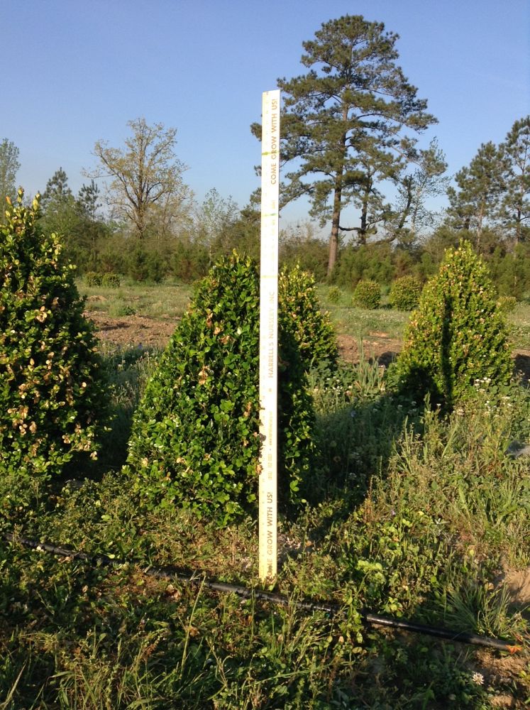 buxus-microphylla-wintergreen-littleleaf-boxwood