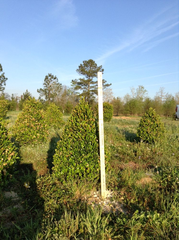buxus-microphylla-wintergreen-littleleaf-boxwood