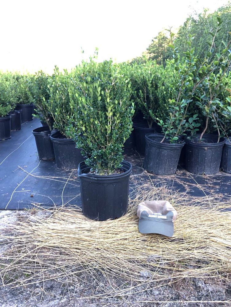 buxus-microphylla-wintergreen-littleleaf-boxwood