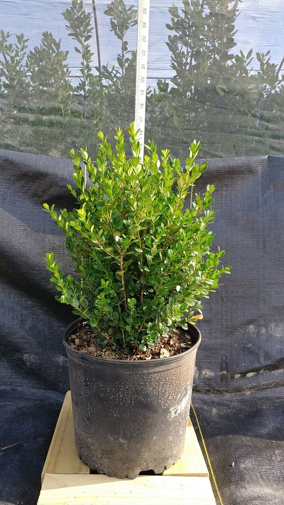 buxus-microphylla-wintergreen-littleleaf-boxwood