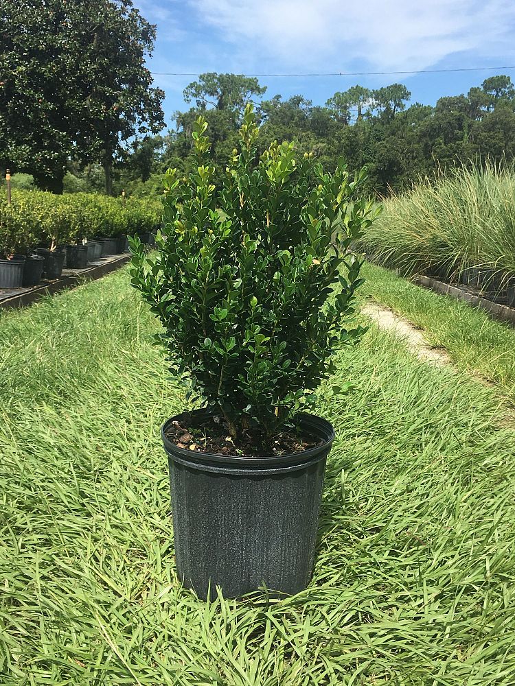 buxus-microphylla-wintergreen-littleleaf-boxwood