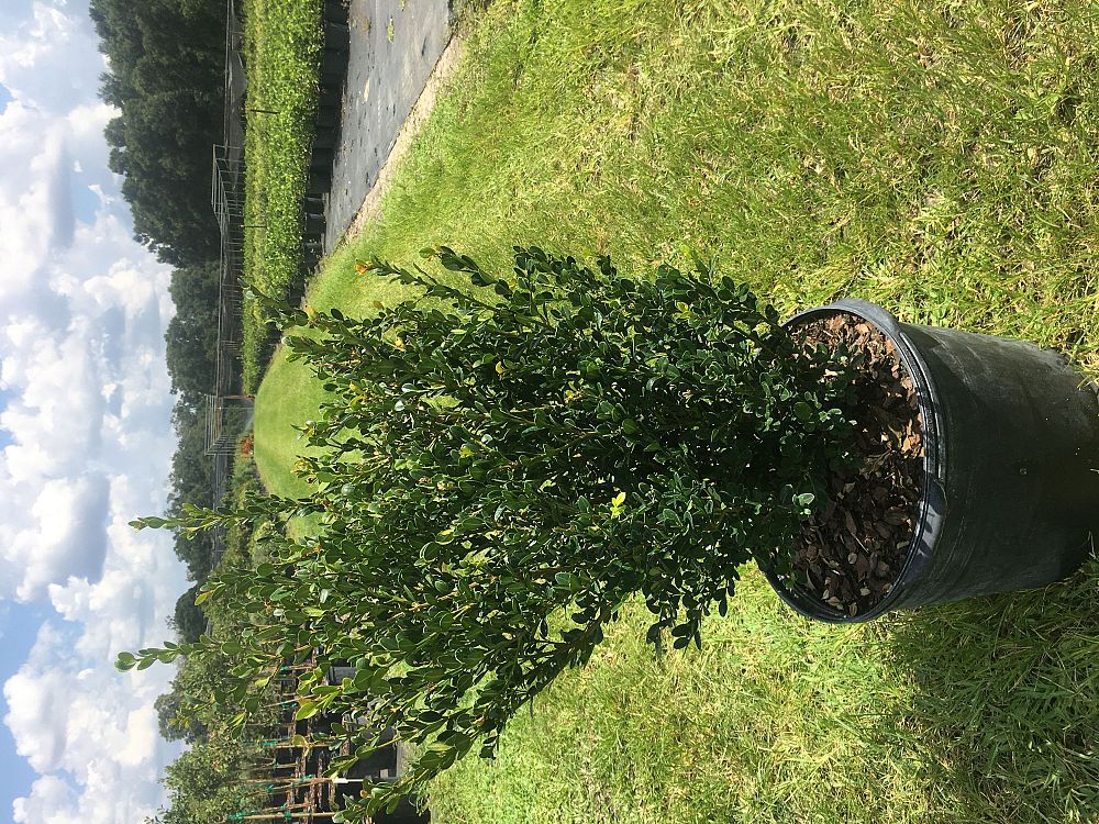 buxus-microphylla-wintergreen-littleleaf-boxwood