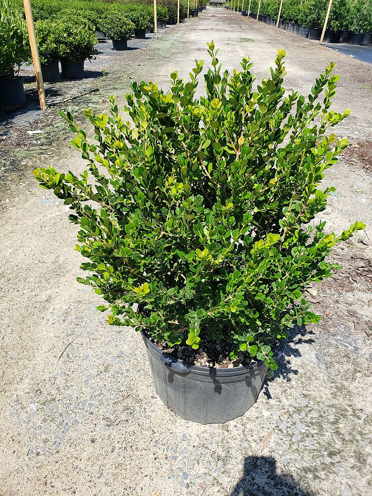 buxus-microphylla-wintergreen-littleleaf-boxwood