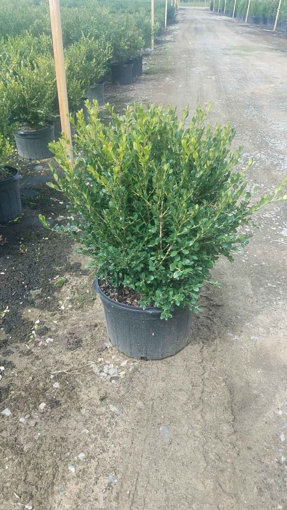 buxus-microphylla-wintergreen-littleleaf-boxwood