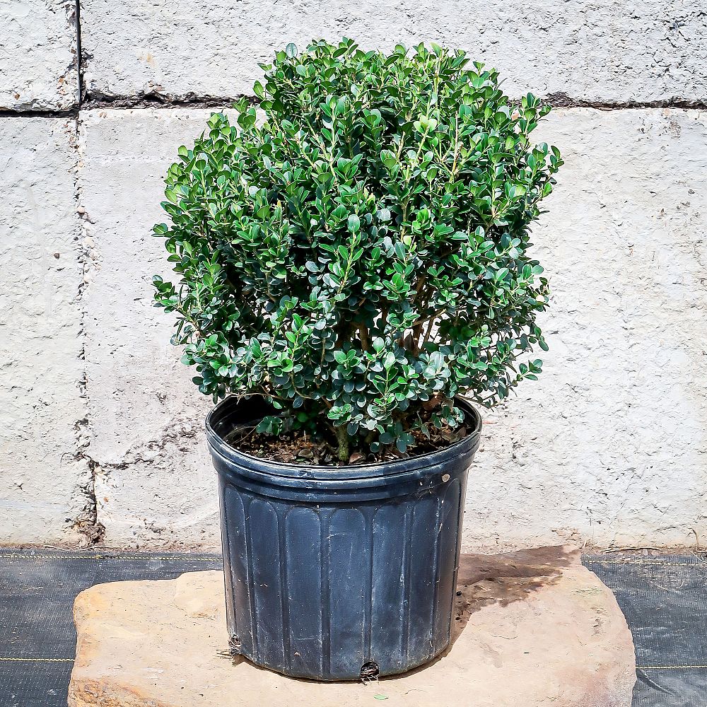 buxus-microphylla-wintergreen-littleleaf-boxwood