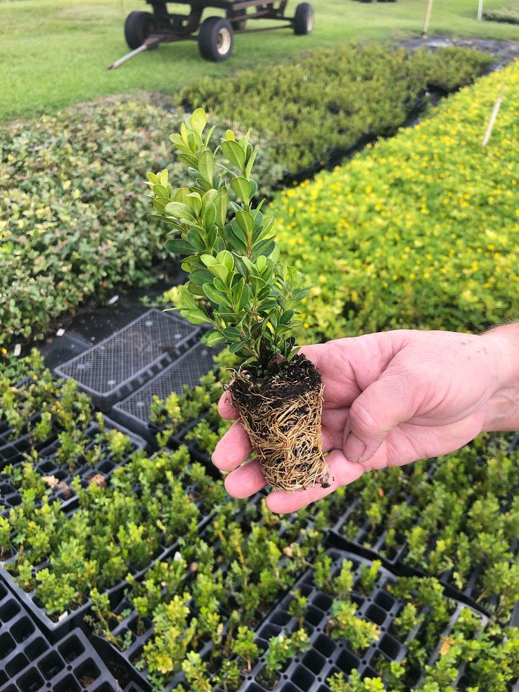 buxus-microphylla-wintergreen-littleleaf-boxwood
