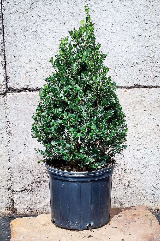 buxus-microphylla-wintergreen-littleleaf-boxwood