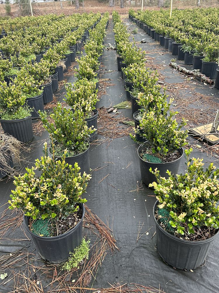 buxus-microphylla-wintergreen-littleleaf-boxwood