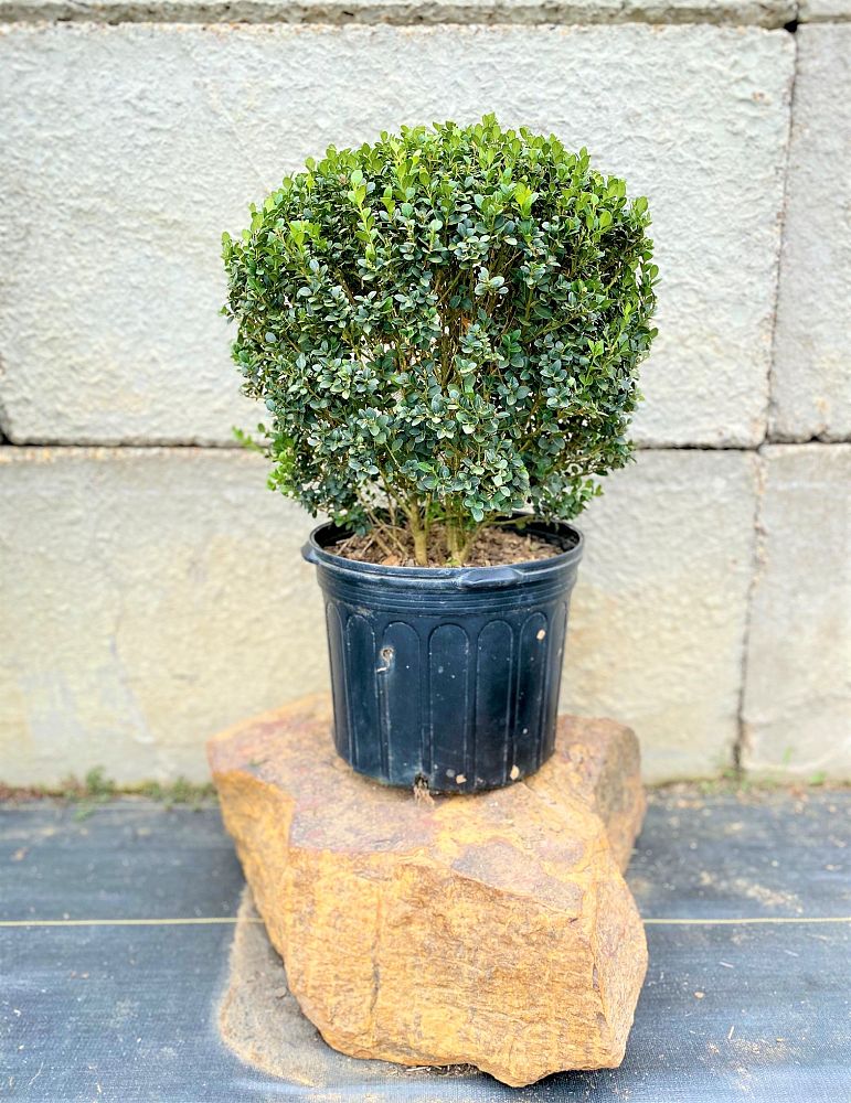 buxus-microphylla-wintergreen-littleleaf-boxwood