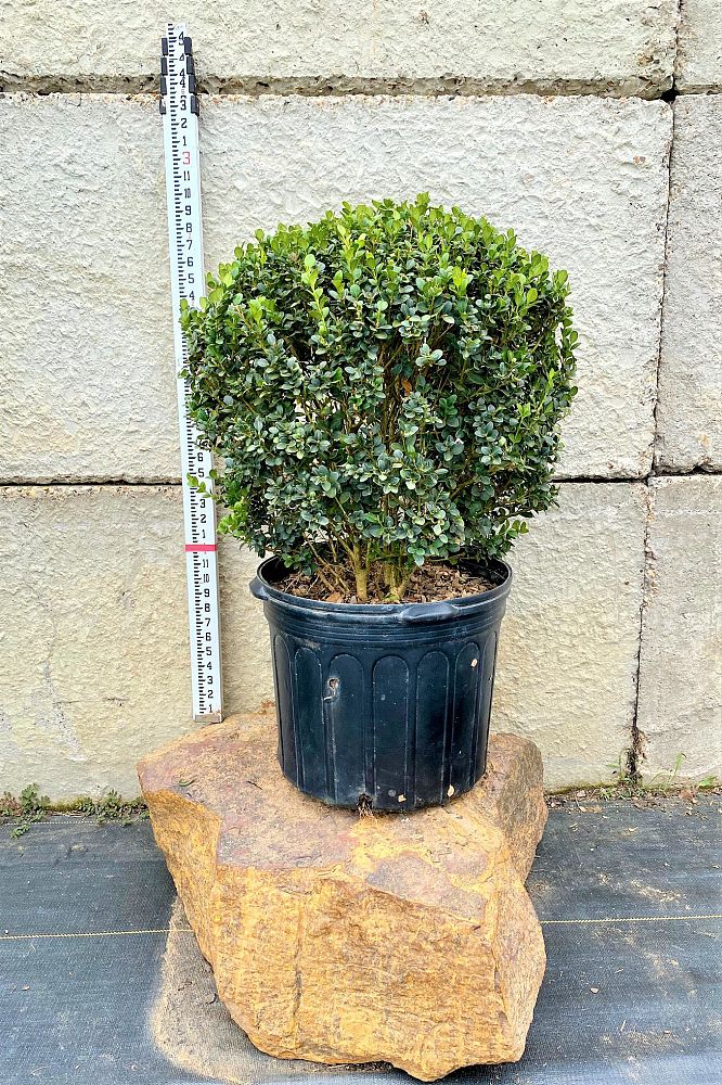 buxus-microphylla-wintergreen-littleleaf-boxwood