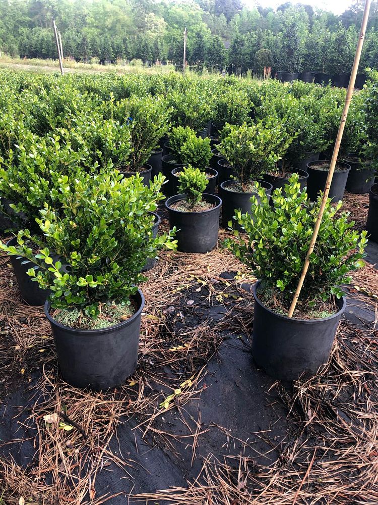 buxus-microphylla-wintergreen-littleleaf-boxwood