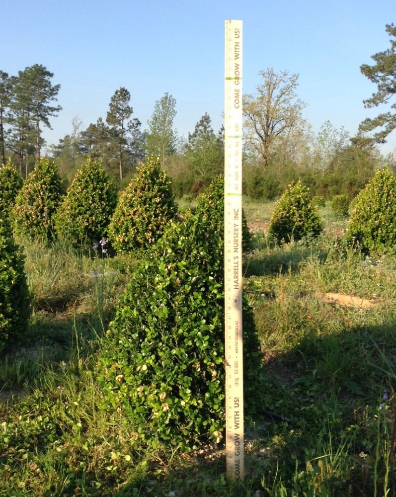 buxus-microphylla-wintergreen-littleleaf-boxwood