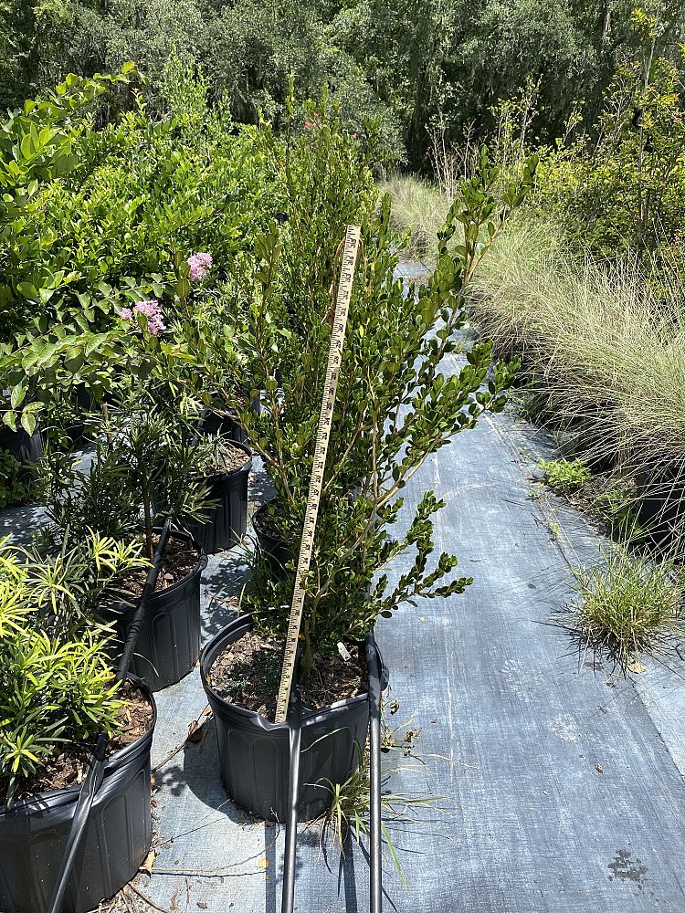 buxus-microphylla-wintergreen-littleleaf-boxwood