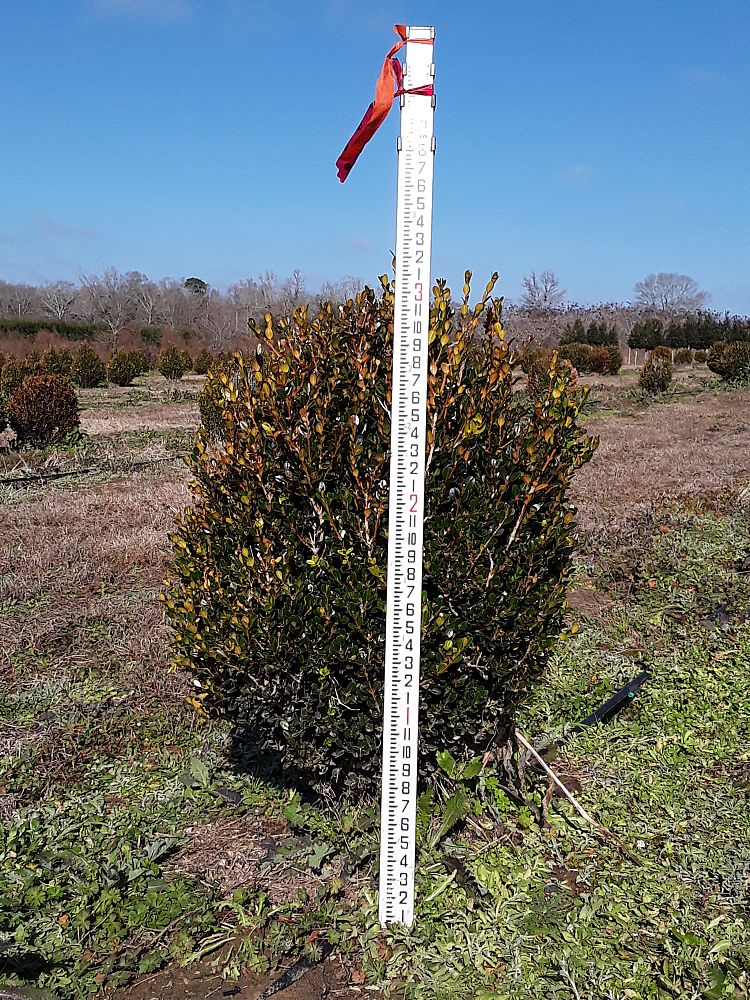 buxus-microphylla-wintergreen-littleleaf-boxwood