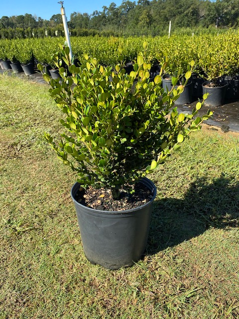 buxus-microphylla-wintergreen-littleleaf-boxwood