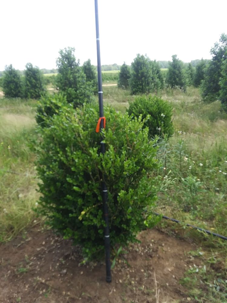 buxus-microphylla-wintergreen-littleleaf-boxwood
