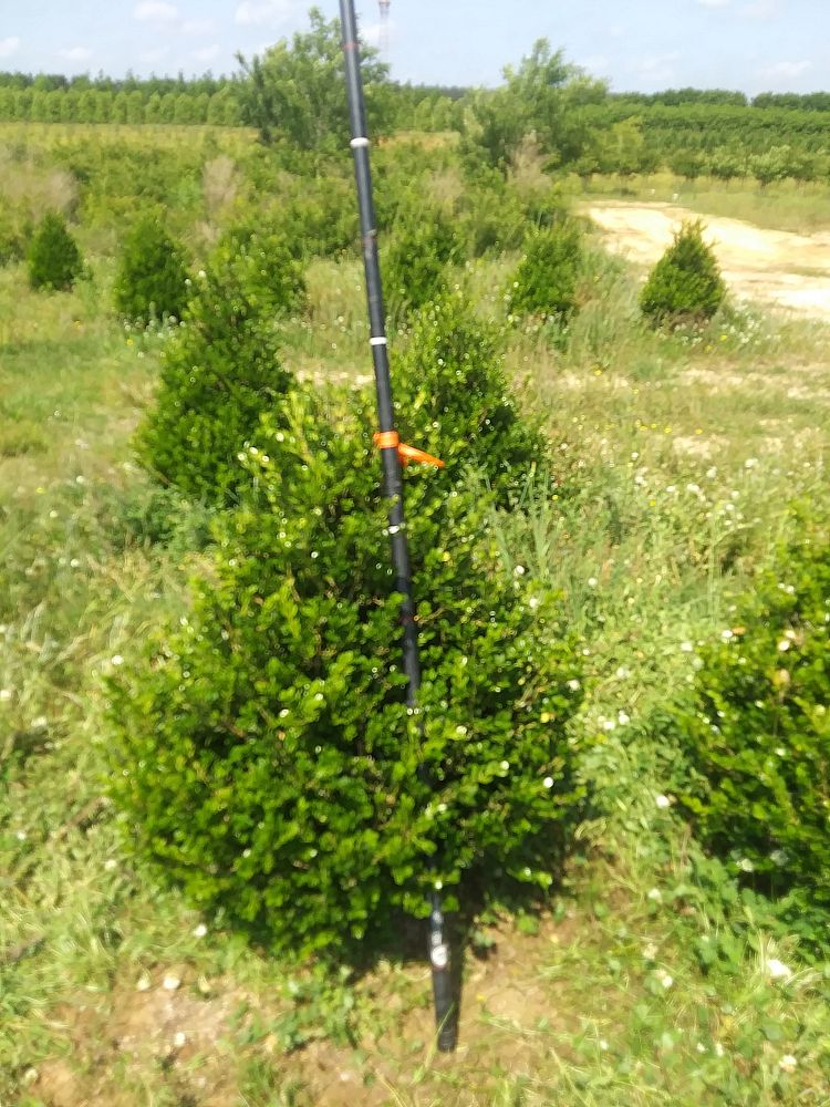 buxus-microphylla-wintergreen-littleleaf-boxwood