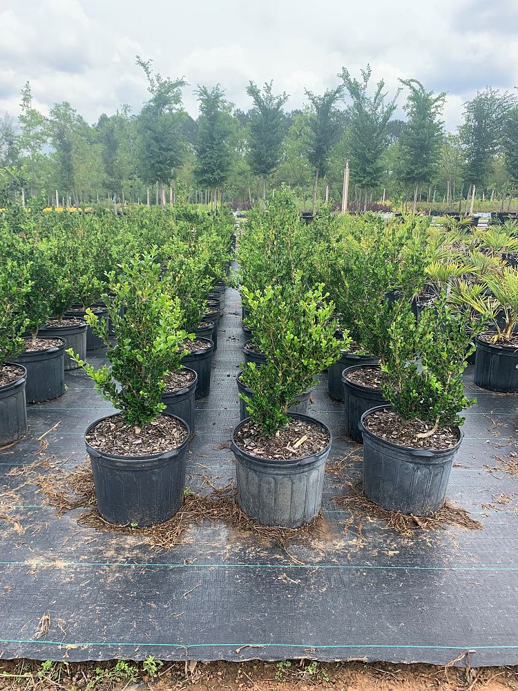 buxus-microphylla-wintergreen-littleleaf-boxwood