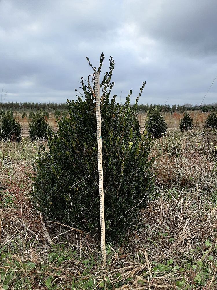 buxus-microphylla-wintergreen-littleleaf-boxwood