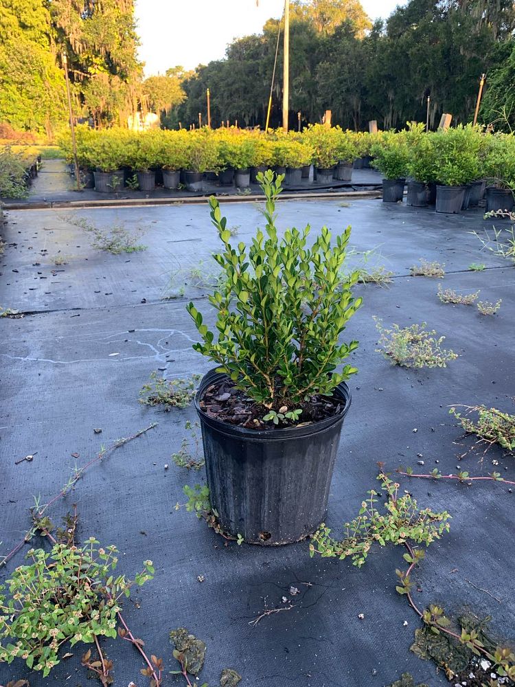 buxus-microphylla-wintergreen-littleleaf-boxwood