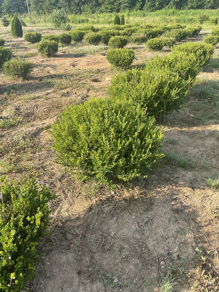 buxus-microphylla-wintergreen-littleleaf-boxwood