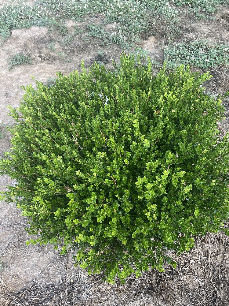buxus-microphylla-wintergreen-littleleaf-boxwood