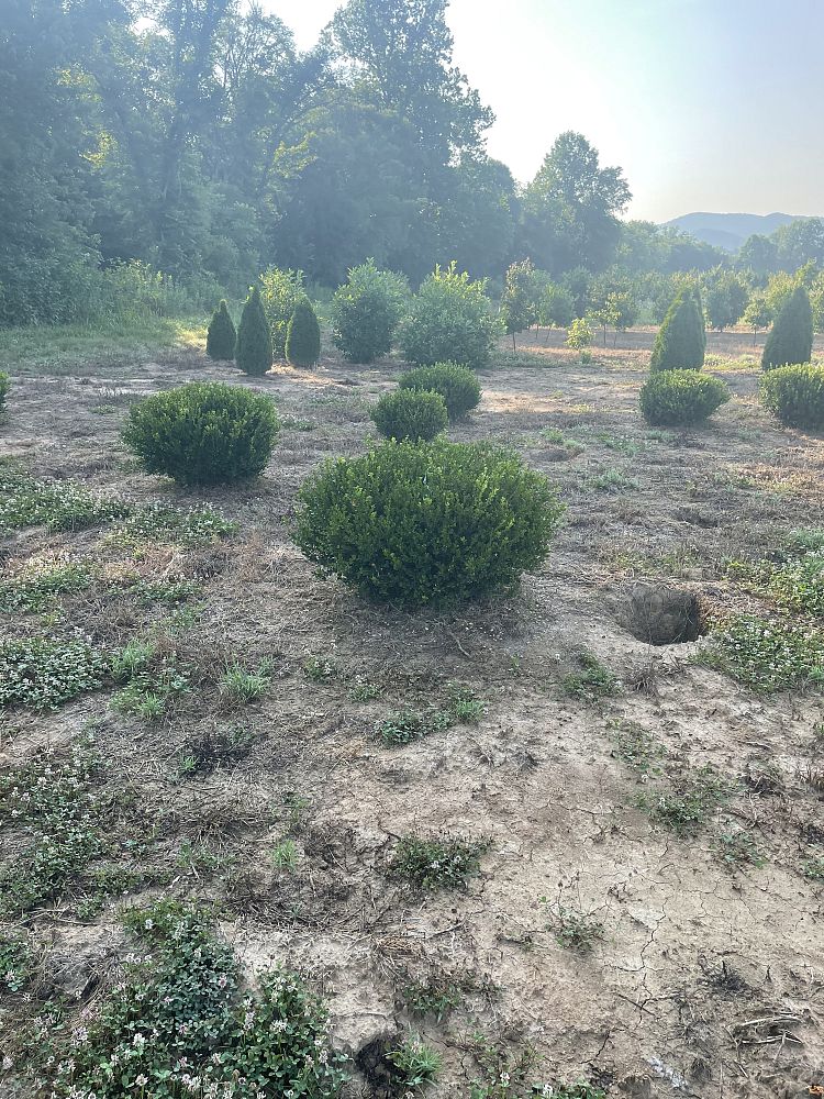 buxus-microphylla-wintergreen-littleleaf-boxwood