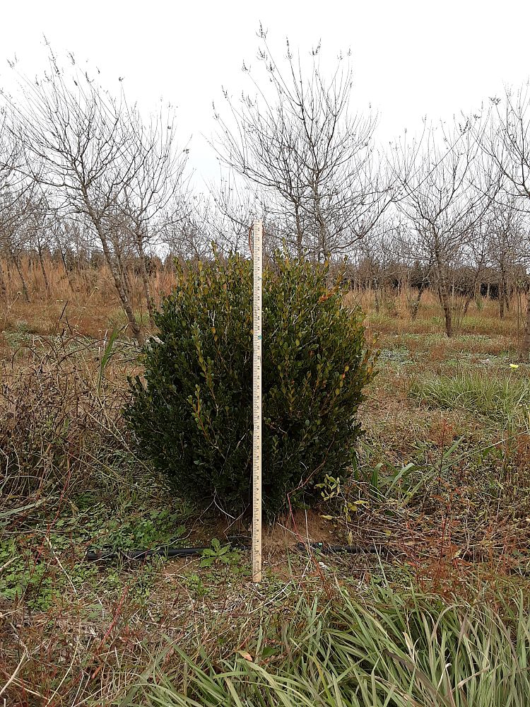 buxus-microphylla-wintergreen-littleleaf-boxwood