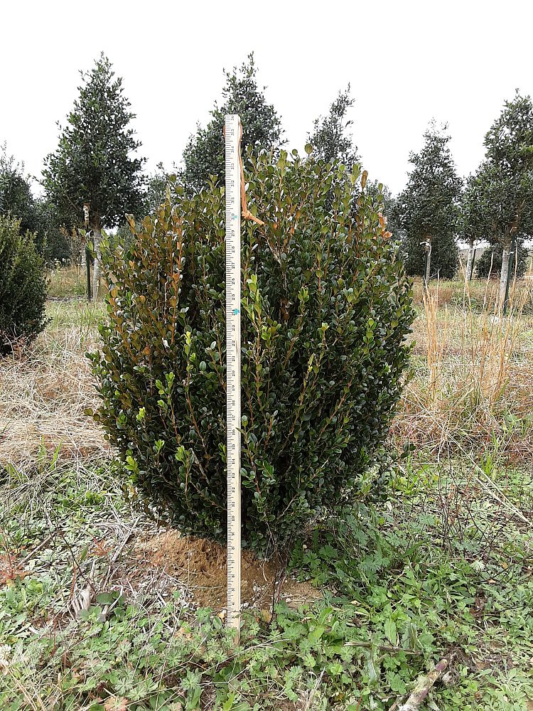 buxus-microphylla-wintergreen-littleleaf-boxwood