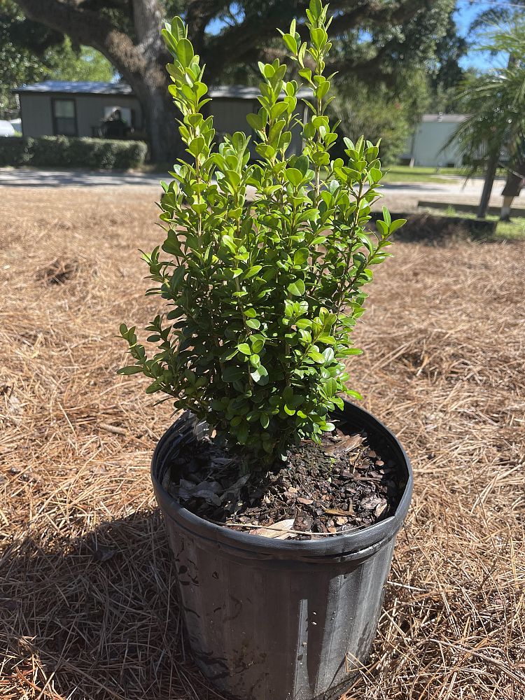 buxus-microphylla-wintergreen-littleleaf-boxwood