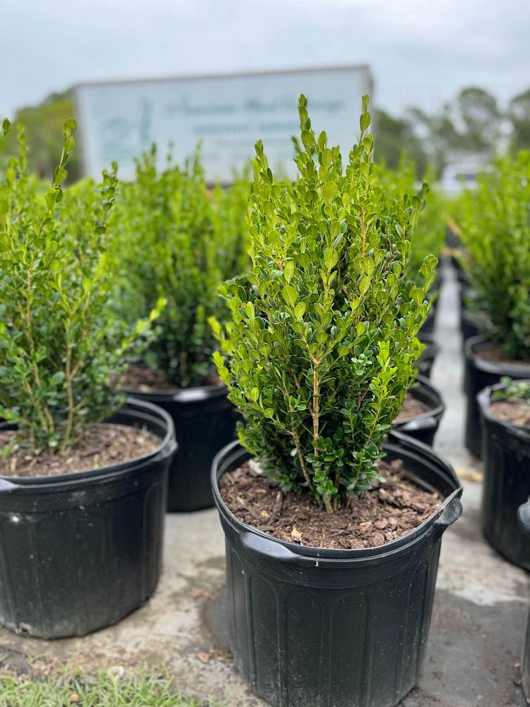 buxus-microphylla-wintergreen-littleleaf-boxwood
