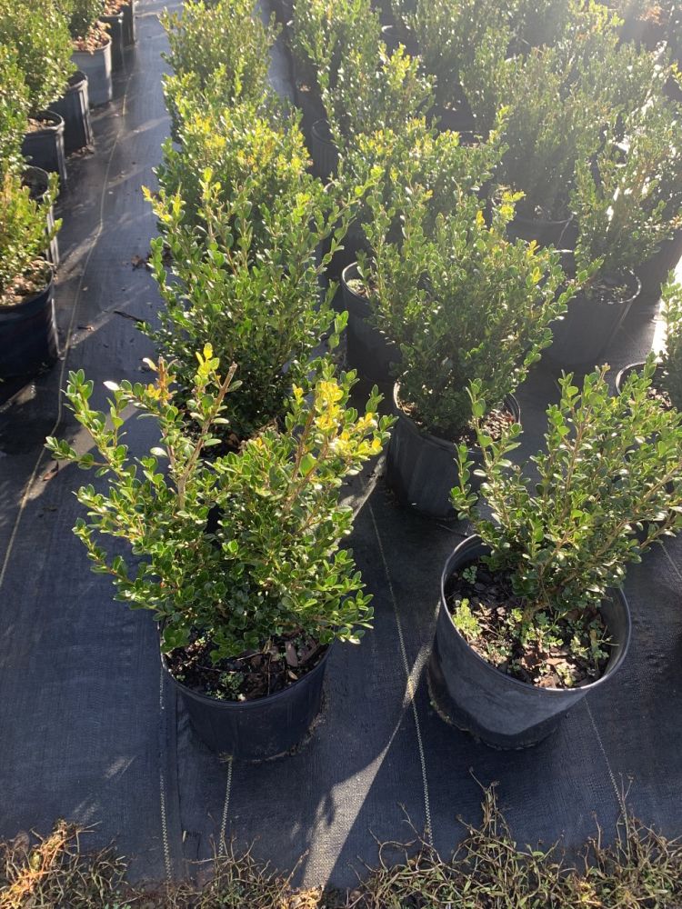 buxus-microphylla-wintergreen-littleleaf-boxwood